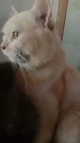 Si Oyen😎#promoseruweekend #fypシ゚viral🖤tiktok #kucingviral #kucinggemoy #kucinggembul 