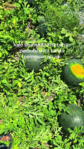 Angkut😁#petaniindonesia🇮🇩🇮🇩🇮🇩🌿🌿 #petanisemangka🍉🍉 #petanimuda #fyp #masukberanda 
