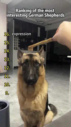 Interesting German Shepherd rankings 👀#dog #tiktokdogs #derman #dogsoftiktok #doglover #funnydog #usa #funnyvideos 