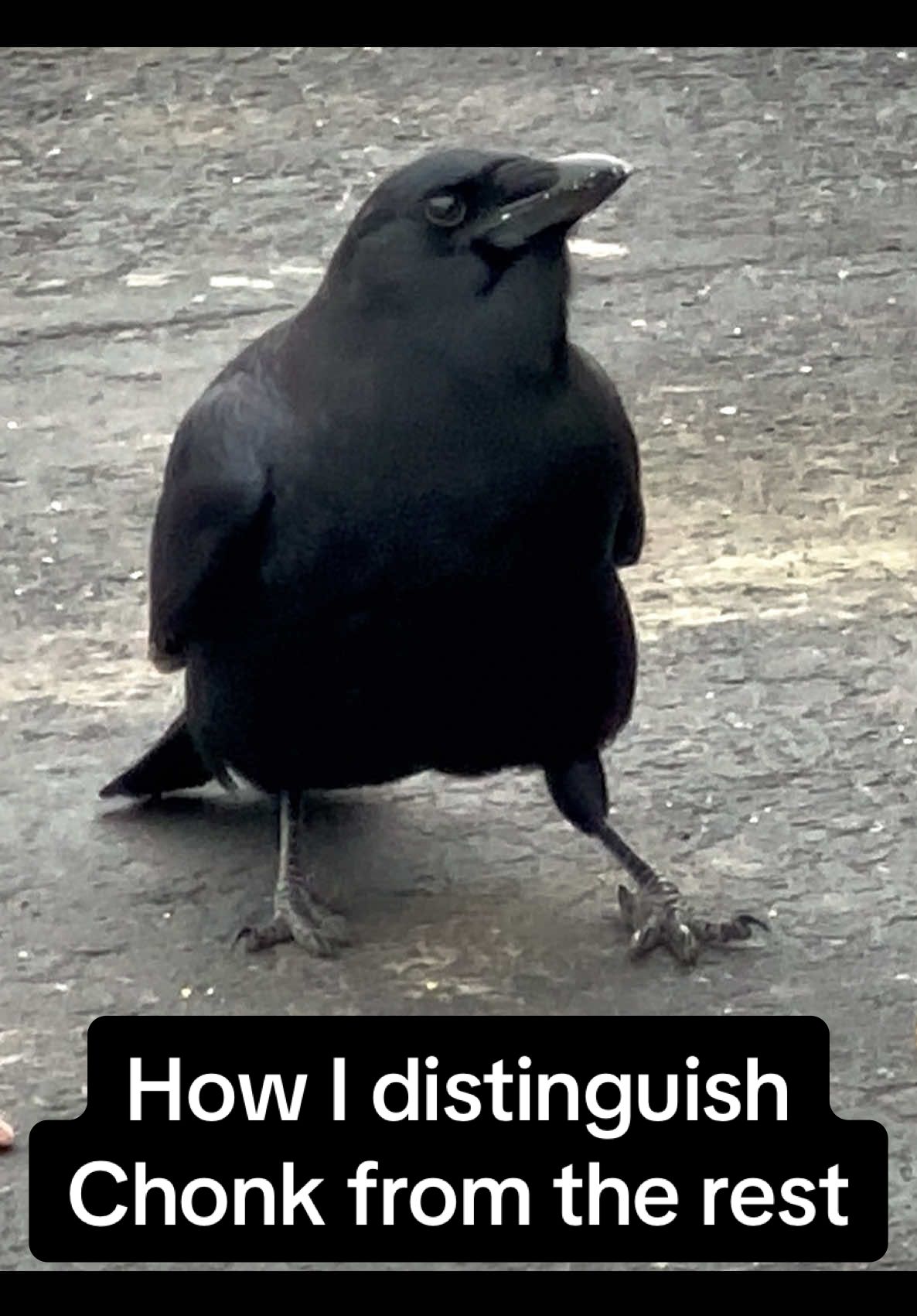 Thinking about making some Chonk shirts tbh I’m obsessed with him  #crow #crows #crowtok #birdwatching #birdsoftiktok 