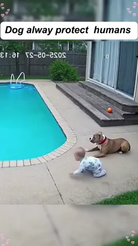 Dog alway protect humans in critical moment #baby #dog #protect #Love #tiktok