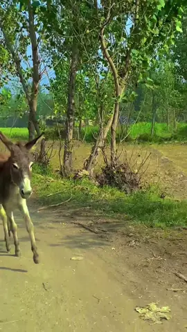 Mah de sala pattawO😆🥺 #500k #foryou #funny #contentcreater #nature 