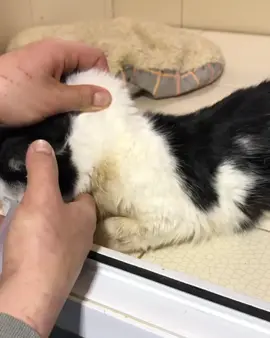 Updates on Pluto 😭😭‼️‼️ Dear followers and animal lovers all over the world,this is Pluto asking for your help 😭 today he hasn't ate anything,I have a large shelter but among all he is the most vulnerable am Humbly asking for your help with anything you can 🙏