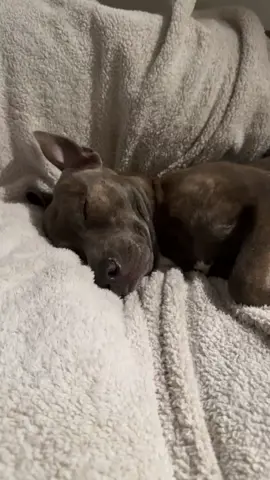 Please stop shopping ❤️‍🩹 #adoptdontshop #savealife 