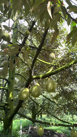 Bản chất của cuộc sống nó ngộ lắm 👉 sống càng thật, càng chân thành thì người ta không nghe đâu 👉 Nhưng mà sống kiểu giả tạo, lời hay nhưng sáo rỗng thì lại nghe.