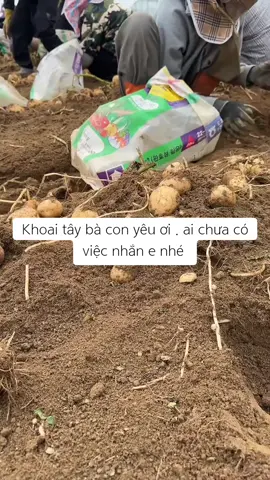Khoai nhe
