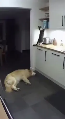 Dog: Just let me explain…#dogs #funnydogs #funnyvideos #cat #usatiktok 