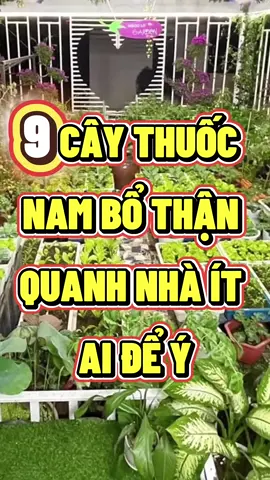 9 cây thuốc nam bổ thận quanh nhà ít ai để ý #thuocnamsuckhoe #suckhoe #baithuoccotruyen #suckhoechomoinguoi #xuhuong 