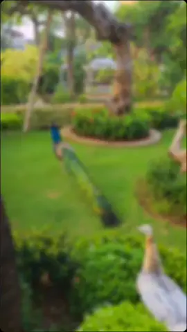 Koleksi Baru Di Halaman Rumah Guru Besar, Menjadikan Suasana Yang Sahdu dan Indah, Sehingga Mampu Menyejukan Mata dan Pikiran.