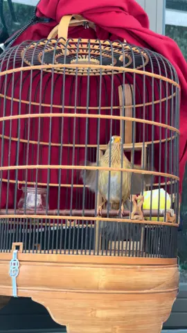 Lông mới #TikTokAwardsVN #hoạmihot #xunghuong #xuhuong2024 #xuhuongtiktok 