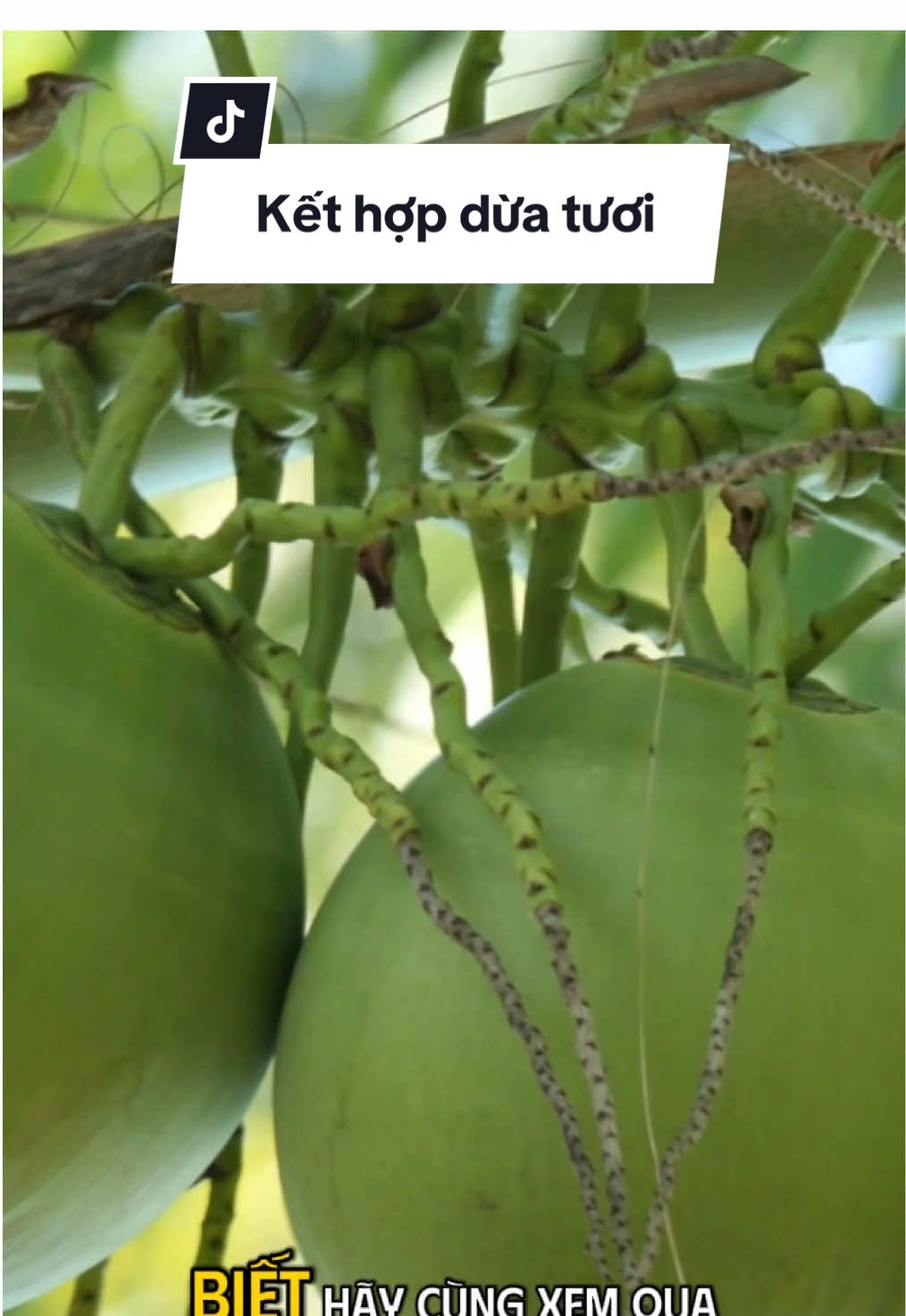 Dừa tươi kết hợp với những thứ này giúp đánh bay bách bệnh có thể bạn chưa biết. #duatuoi #thaoduoc #duoclieu #baithuocdangian #yaangforest 