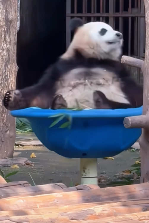 Panda core 🐼 so happy 😁 #panda #funny #core #happy #🐼 #cute #lol #Love 