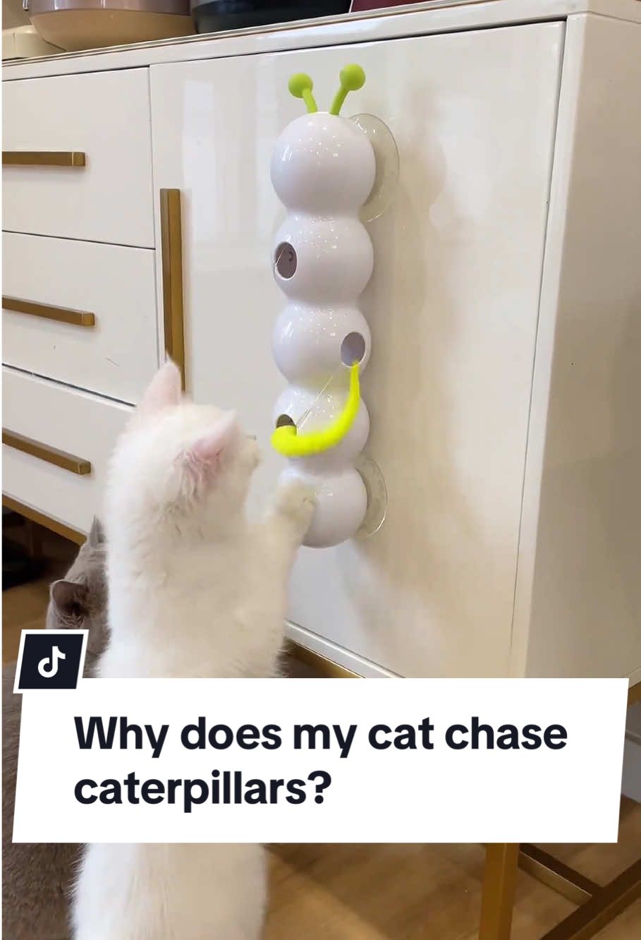 Get this Caterpillar Cat Toy for your 🐈