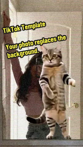 #montagemmiau #tiktoktemplate #cattock 