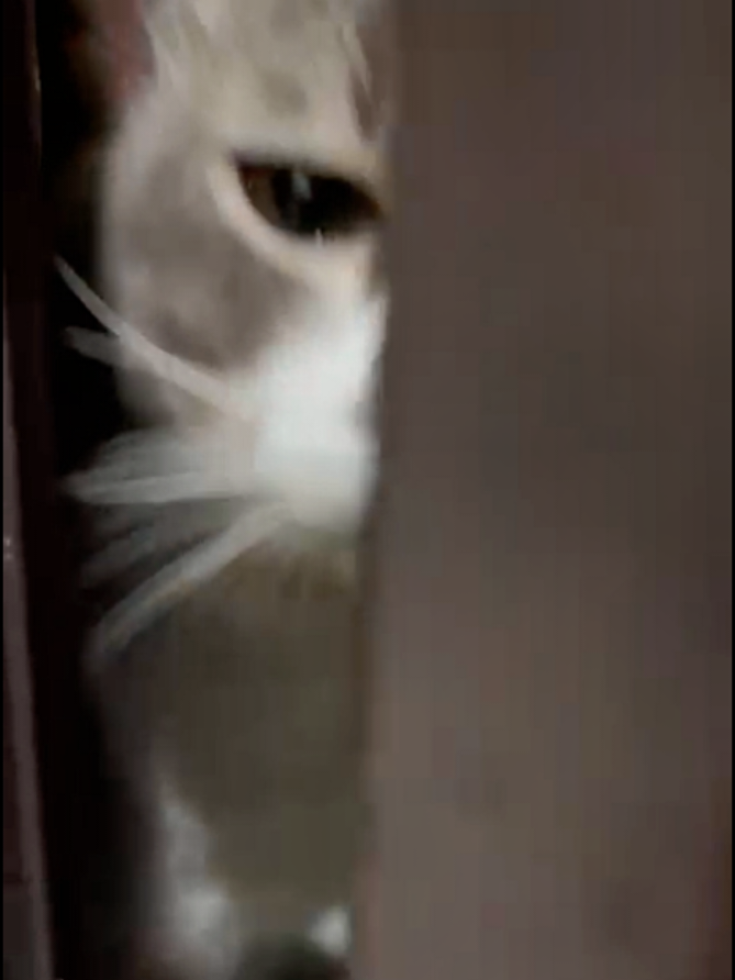 Dengar tak? Atau cuma ma je? 😶‍🌫️Ma ingat hantu… rupanya Bubu And the gang nak masuk 😂 #fyp #kucingtiktok #cats  #cutecat #zarynacatmommies 