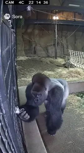 On the loose #sora2 #sora #zoo #gorilla 