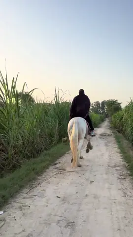 #ruqiamudassar #horsegirl #horseriding #fyp #equestrian 