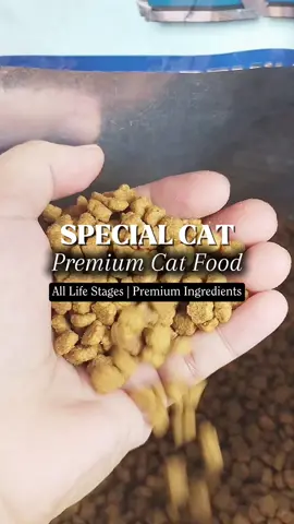 Cat dry food na good for kidneys? Baka ito na ang hanap mo, Special Cat Dry Food. Proven & tested ko na talaga as a furmom. Kaya check out na! #catfood #dryfood #recommendations #specialcat #cat 
