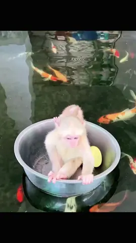 Adorable baby monkey enjoying in the water with fish #foryoupage🥰🥰😘 #monkey #viral_video🤩🤩🤩 #videoviral🎤🎤🎧🇵🇪 