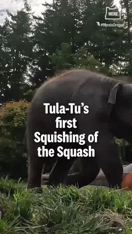 Tula-Tu was a little too small to participate in the squishing of the squash, so the @oregonzoo got her a Tula-sized pumpkin! Click the link in our bio to read more
