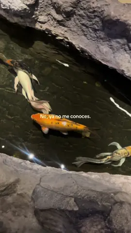 ✨ #fyp #fouryou #belanova  #paratiiiiiiiiiiiiiiiiiiiiiiiiiiiiiii 