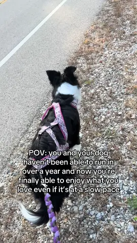 We’ve worked so hard on this comeback 💪#fyp #foryoupage #runningdog #dogagility 