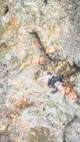 hidup untuk alam #borneo #dayak #dayakiban #bunsurusa 