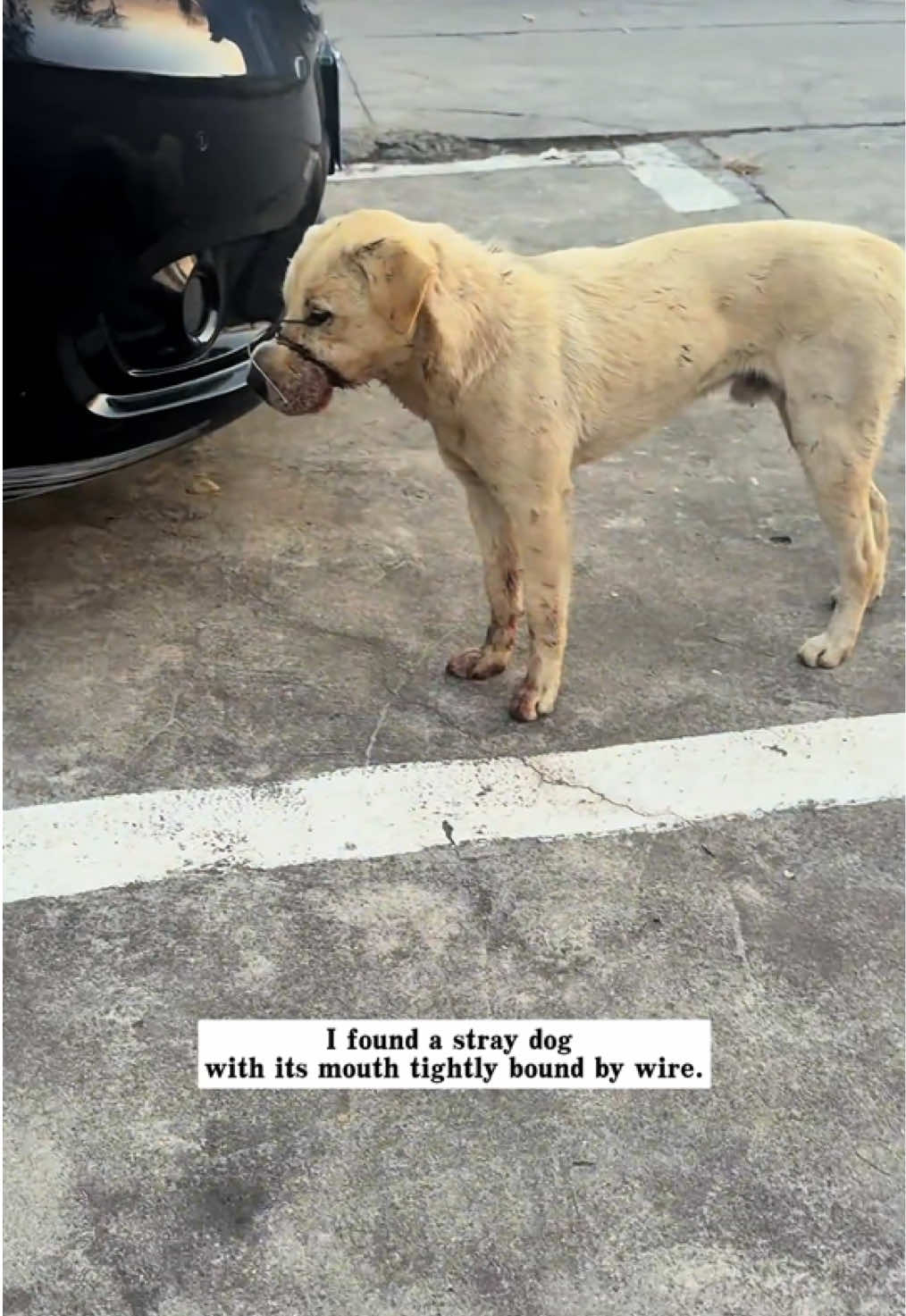 I found a stray dog with its mouth tightly bound by wire,and then…#rescue #animals #dog 