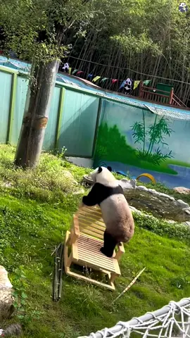 Panda 🐼 cute panda #panda #pandas #pandababy #tiktok #kungfupanda #foryou #pandapuppy #Love #usa #core 