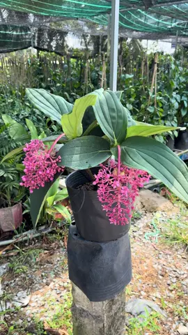 Hòn Ngọc Viễn Đông 🌱