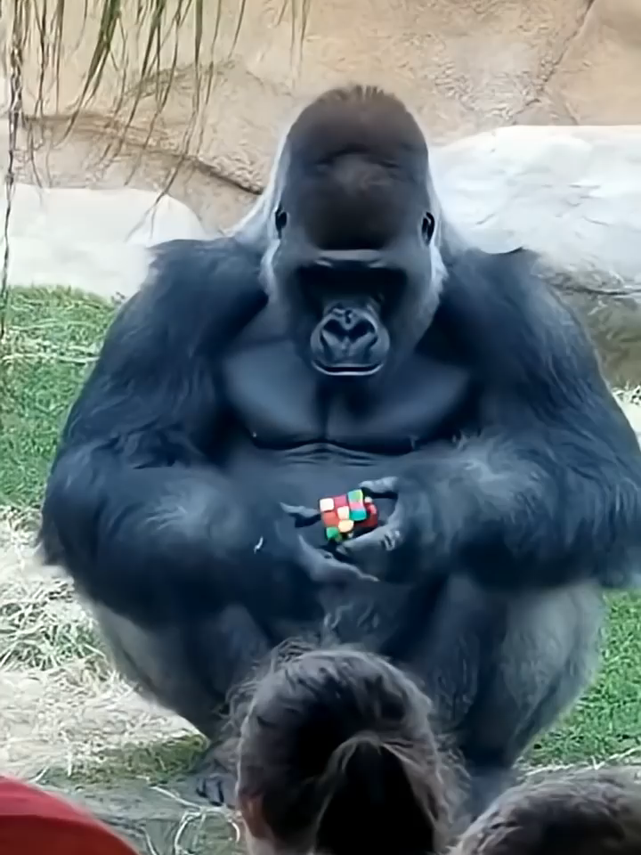 Gorilla solving rubiks cube #sora2 #gorillas #zoo #rubik