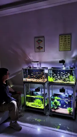 Diem di depan aquarium, tapi dalem kepala rame banget.🤯 #aquascape #aquarium #hobby #fishtank #aquariumfish #ikanhias #aquascaper #aquascaping #biotope 