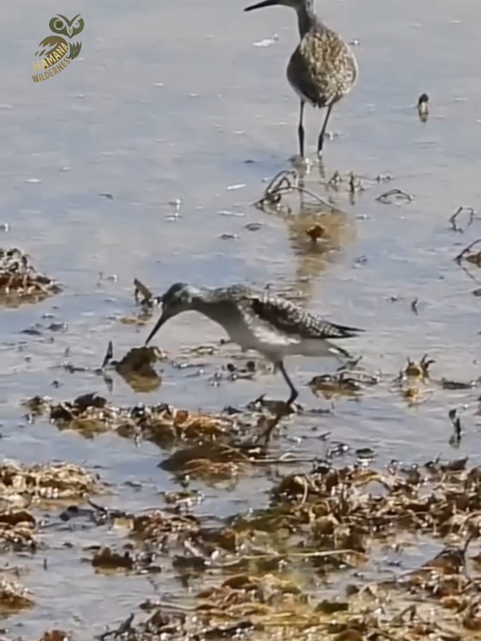 #wood #sandpiper #bird #Outdoors #nature 