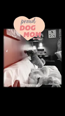 I've listened to this sound so many times I may have nightmares... Just a video of my dog doing naughty dog shat...