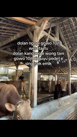 isen teko polok😆 #sapisuper#fyp#peternakmuda#petanisapi#sobatngaret 