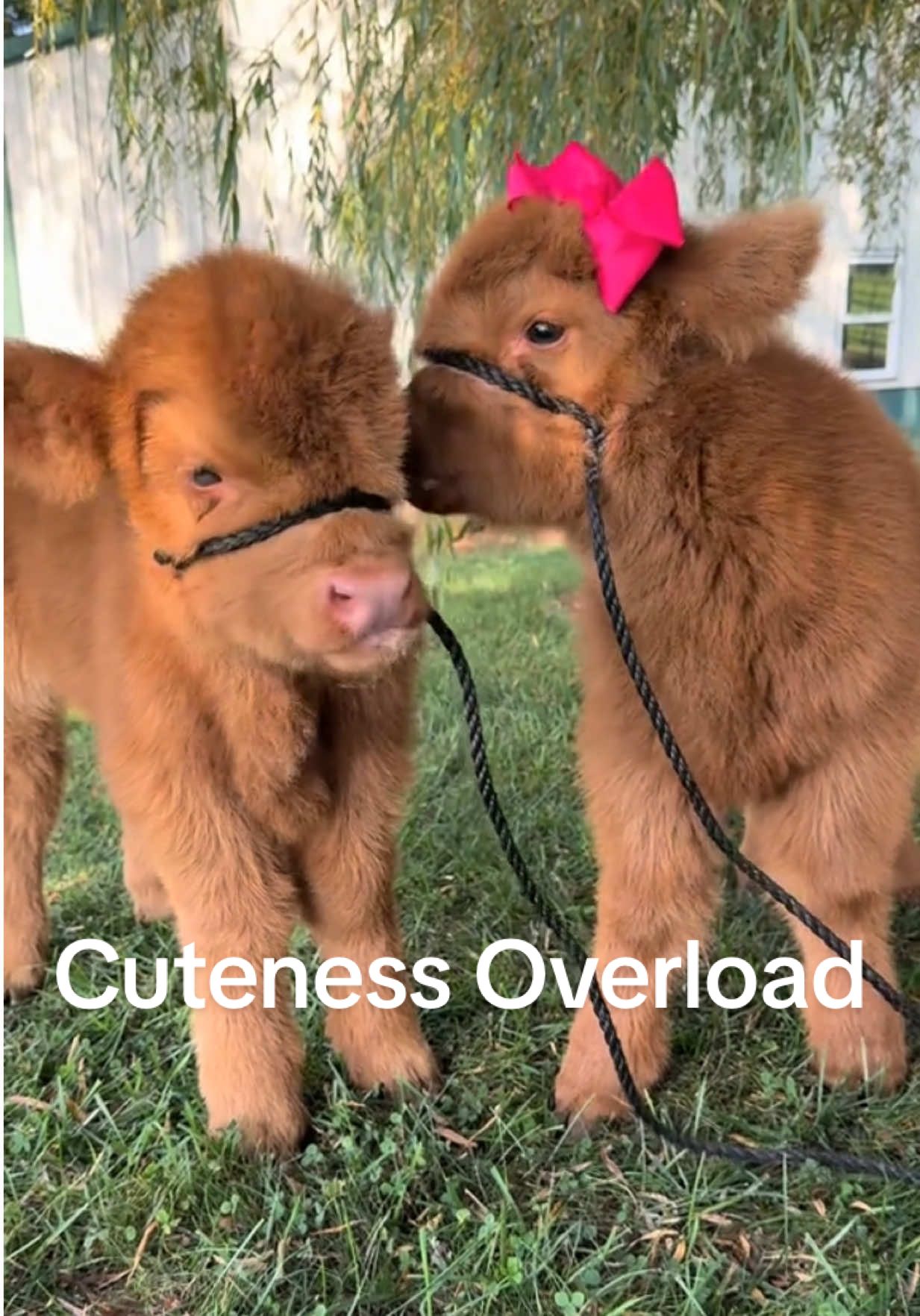 Cutest EVER Mini cows #highlandcow #minicow #fluffycow #cutebaby #fyp @Bougie Cattle Co. 