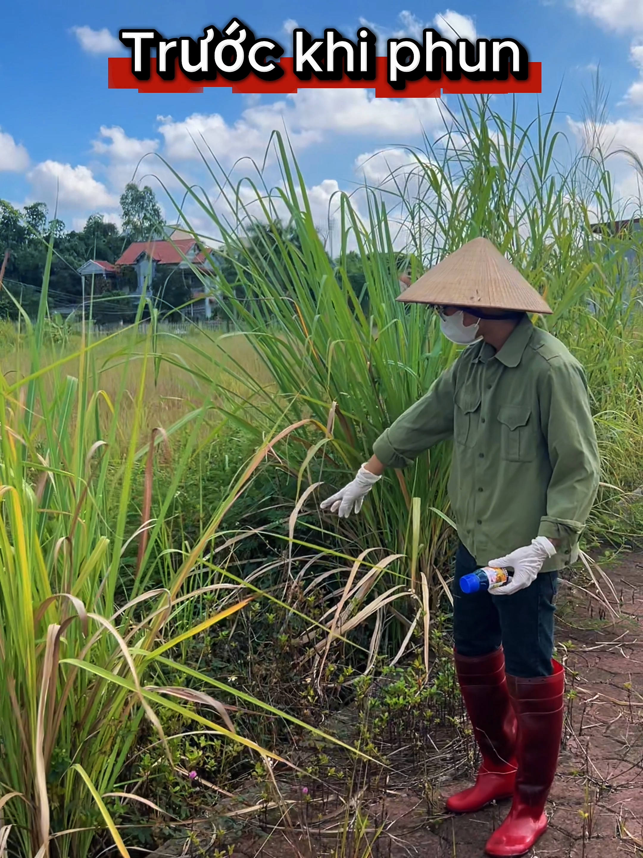 Diệt cỏ tận gốc Phượng Hoàng Lửa #phuonghoanglua #thuocdietco #xuhuong #nongnghiep