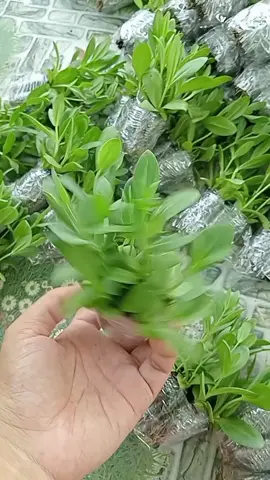 cát tường  #64_vinhlong #nghienvuon 