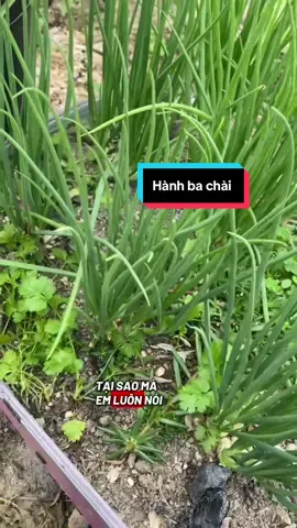 Hành ba chài dễ trồng, cây khỏe, ăn thơm #oanhmelamvuon #hanhbachai 