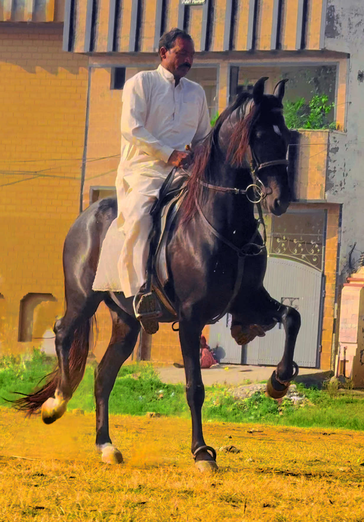 Almadina horse club Pagh #malik #nawab #Almadina #horse #club 