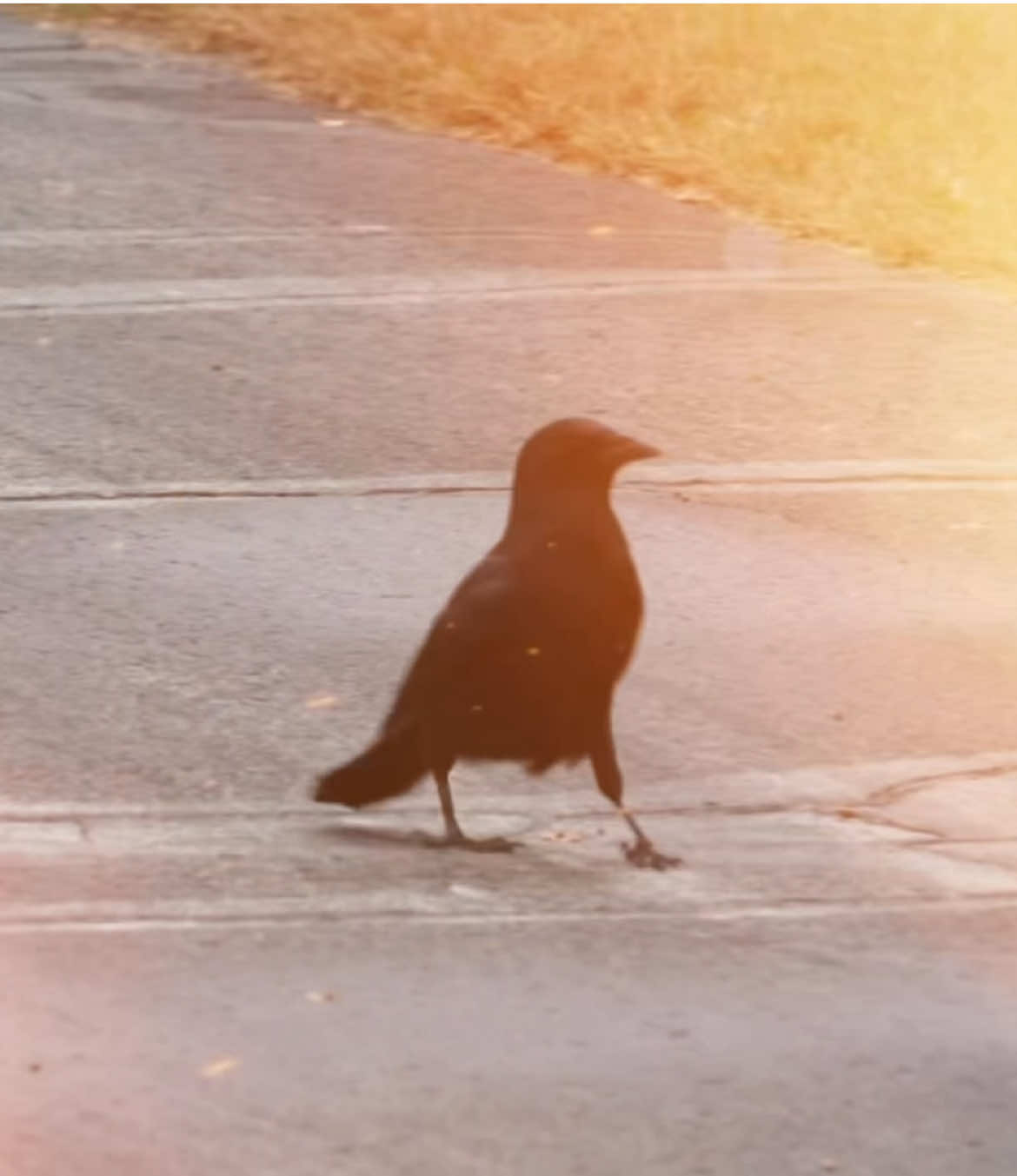 Look at him go #crow 