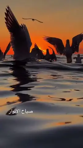 # رائعة عمار الشريعي # أرابيسك # اكسبلور 