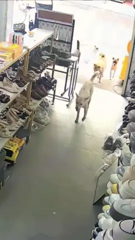 Vào lựa đi mấy em#dog #cutedogs #loveanimals #pet #xuhuong 