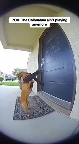 Just another day in the WildBits universe 😂 This Chihuahua really said “I run this neighborhood” 😤🐶💥 He just wanted his toy back… now the door’s gone 😭 #wildbits #viralvideo #comedytok #funnyanimals #lol 