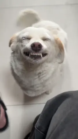 😁😁#puppy #vairal #cute #creatorsearchinsights #PetsOfTikTok #cutedog #猫好きさんと繋がりたい #犬のいる生活 #犬好きと繋がりたい #foryou #fypシ #shorts 