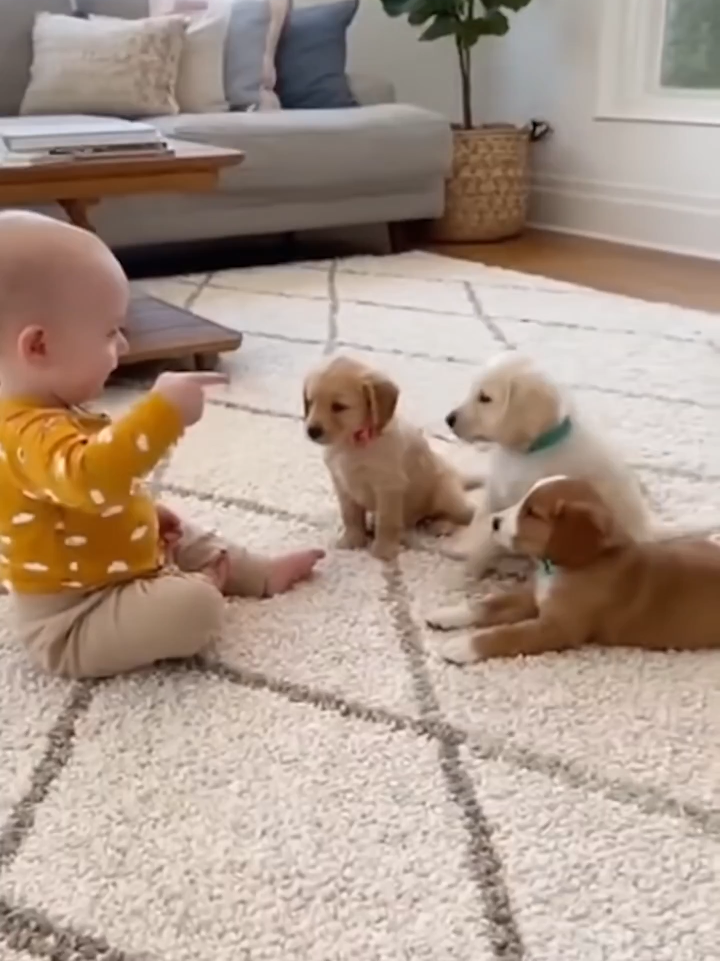 Bang! Bang! Bang! #animal #animals #animallover #viral #fypシ #cuteanimals #cute #dogsoftiktok #dogs #puppies #puppy #puppiesoftiktok #baby #bang