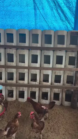 #chickenfarming #kenya #poultry #karanihillcrestranch #fyp 