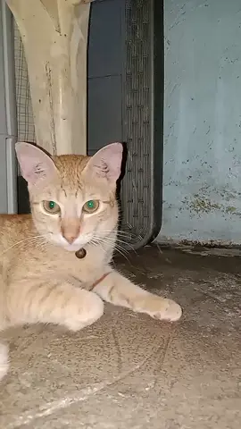 #catlover #catsoftiktok #catsvideo #fypシ゚ 