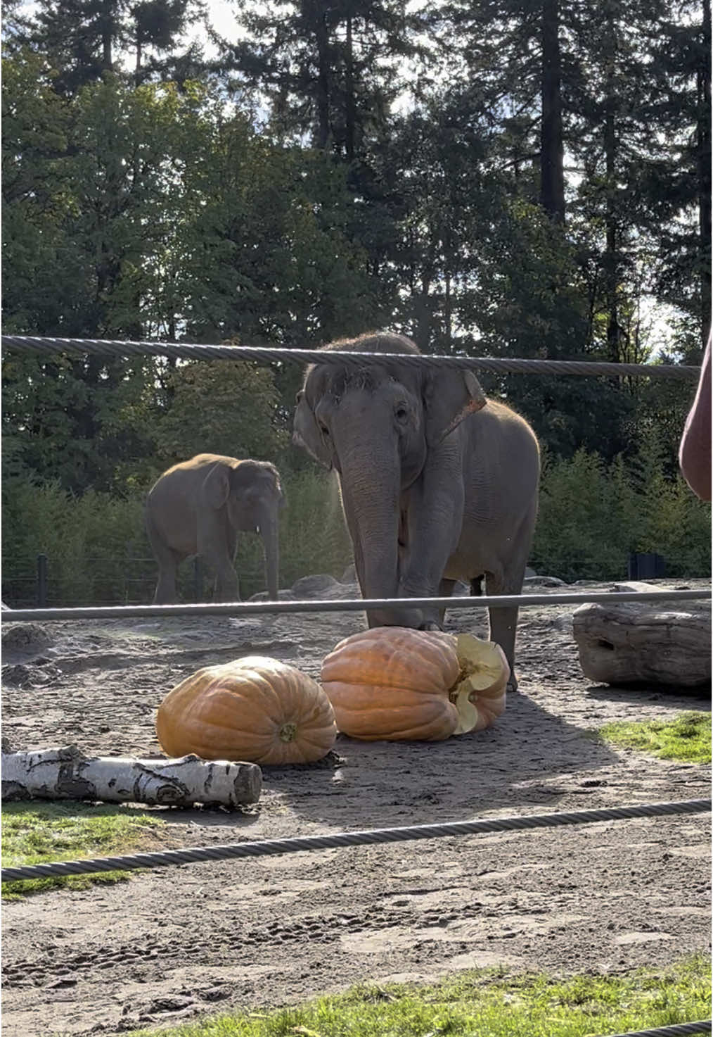 Squish the Squash!  #shine #elephant #halloween #tradition #pumpkinseason #snack #animals #fyp #zoo #asmr 