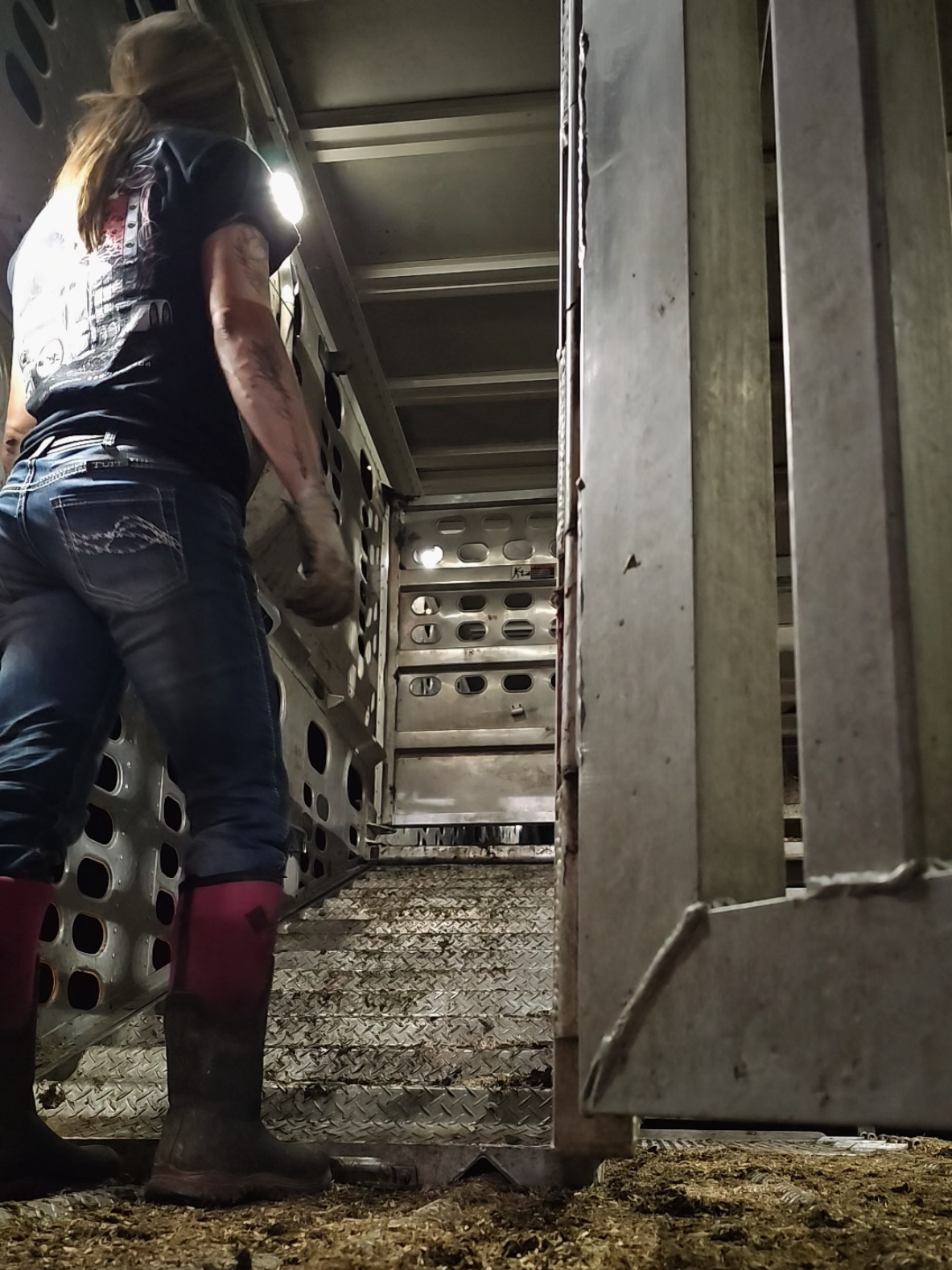 #ladybullhauler #cowtruckin #owneroperator #cattlehauler 